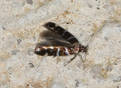 Stagmatophora argyrostrepta