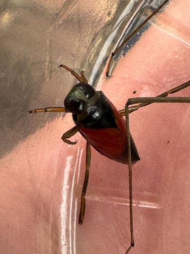 Notonecta lobata