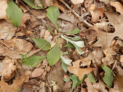 Antennaria parlinii fallax