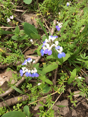 Collinsia verna