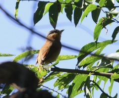 Pachyramphus castaneus