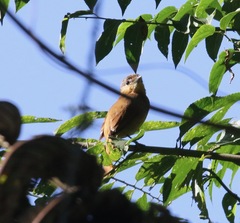 Pachyramphus castaneus