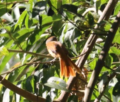 Pachyramphus castaneus