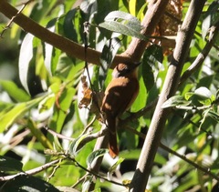 Pachyramphus castaneus