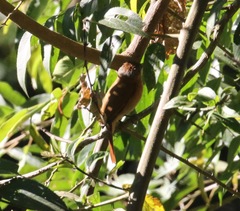 Pachyramphus castaneus