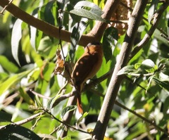 Pachyramphus castaneus