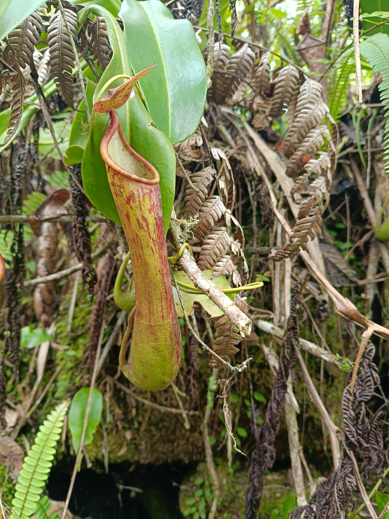 Nepenthes tboli, Philippines
