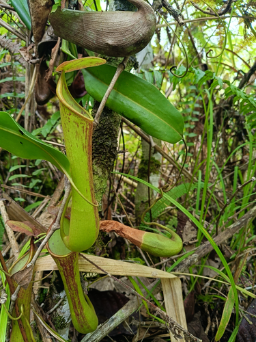 Nepenthes tboli