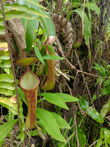 Nepenthes tboli Jebb & Cheek 2