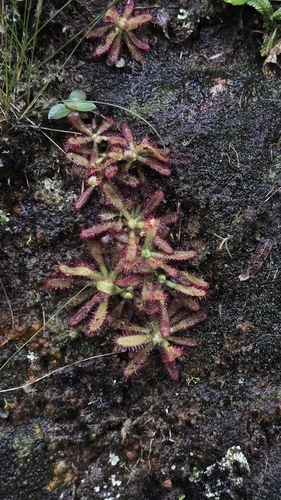 Drosera latifolia