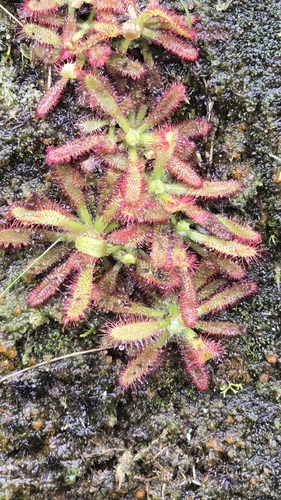 Drosera latifolia
