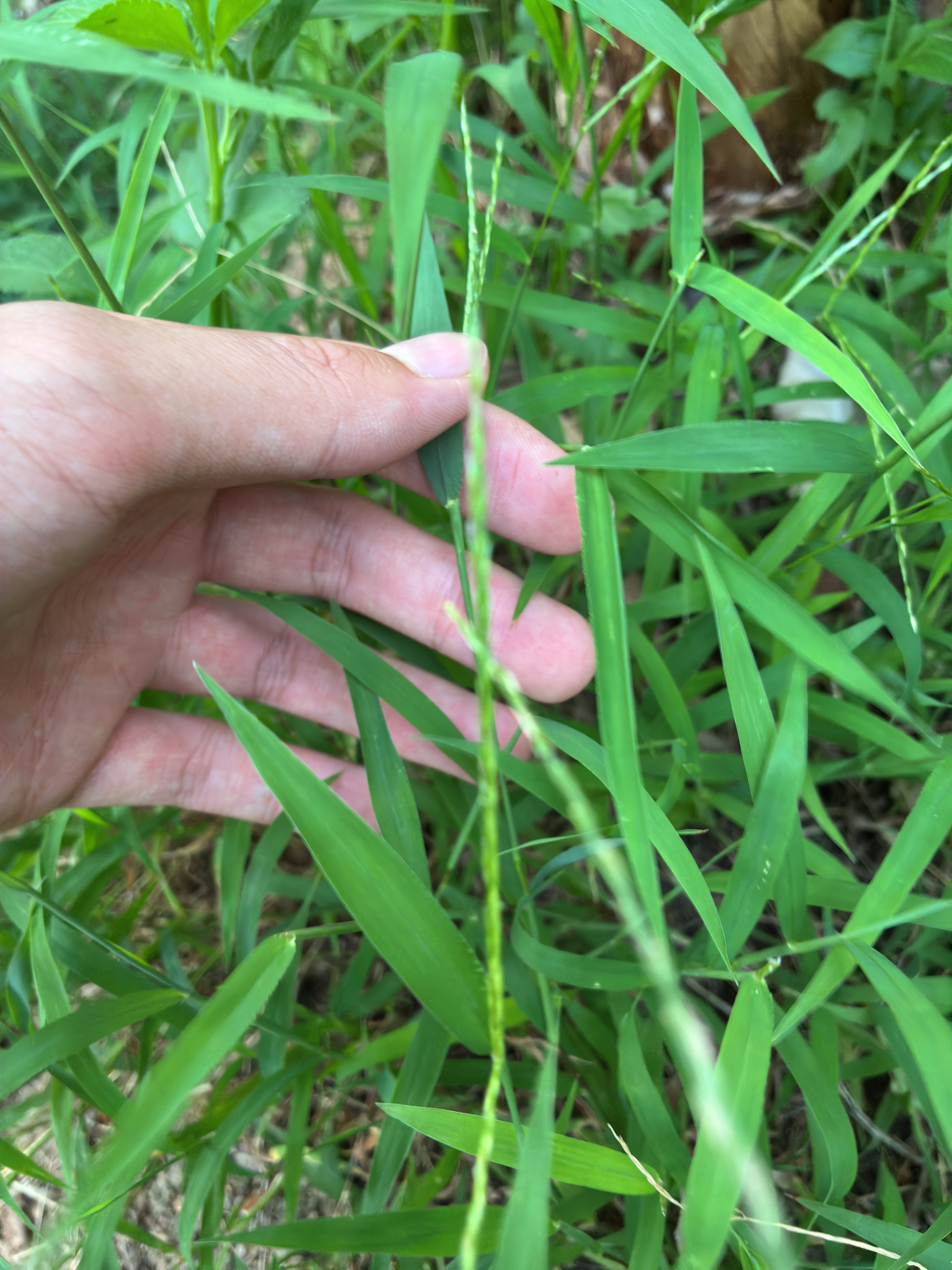 Digitaria ciliaris — ảnh 3