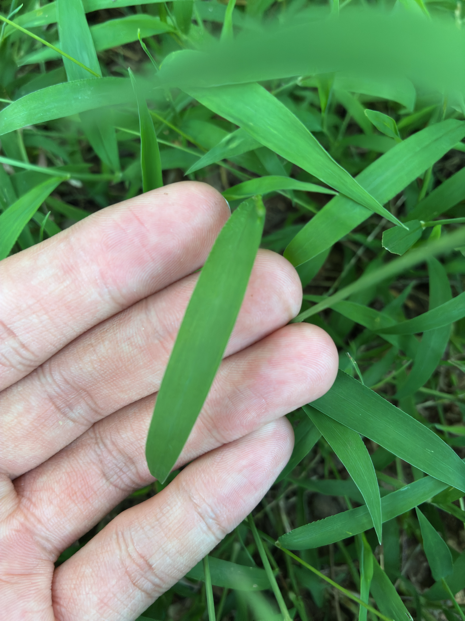 Digitaria ciliaris — ảnh 2