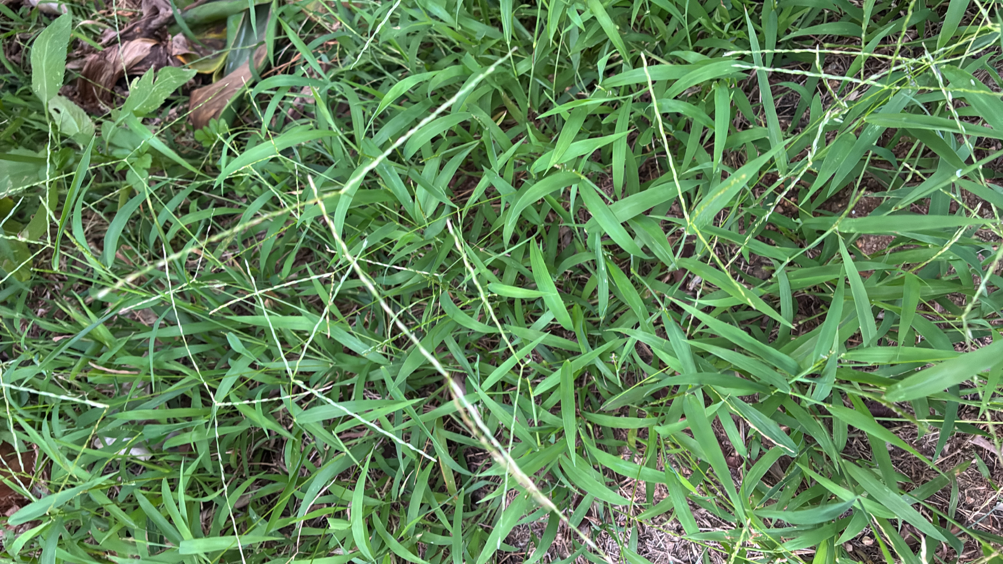 Digitaria ciliaris (Digitaria ciliaris)