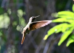 Heliodoxa rubricauda