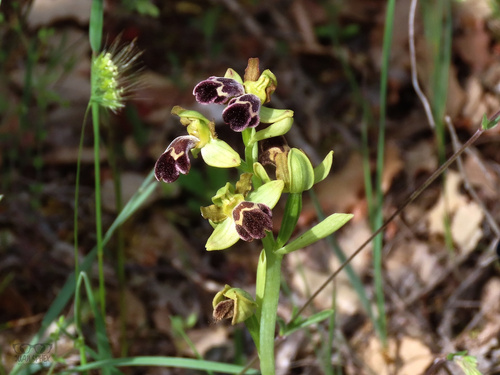 Ophrys omegaifera, photograph 6