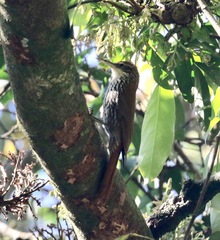 Xiphorhynchus fuscus