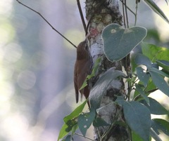 Xiphorhynchus fuscus