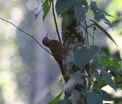 Xiphorhynchus fuscus