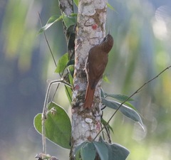 Xiphorhynchus fuscus