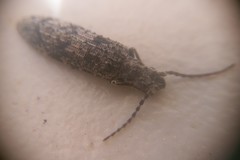 Priacma serrata