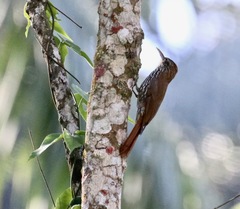 Xiphorhynchus fuscus