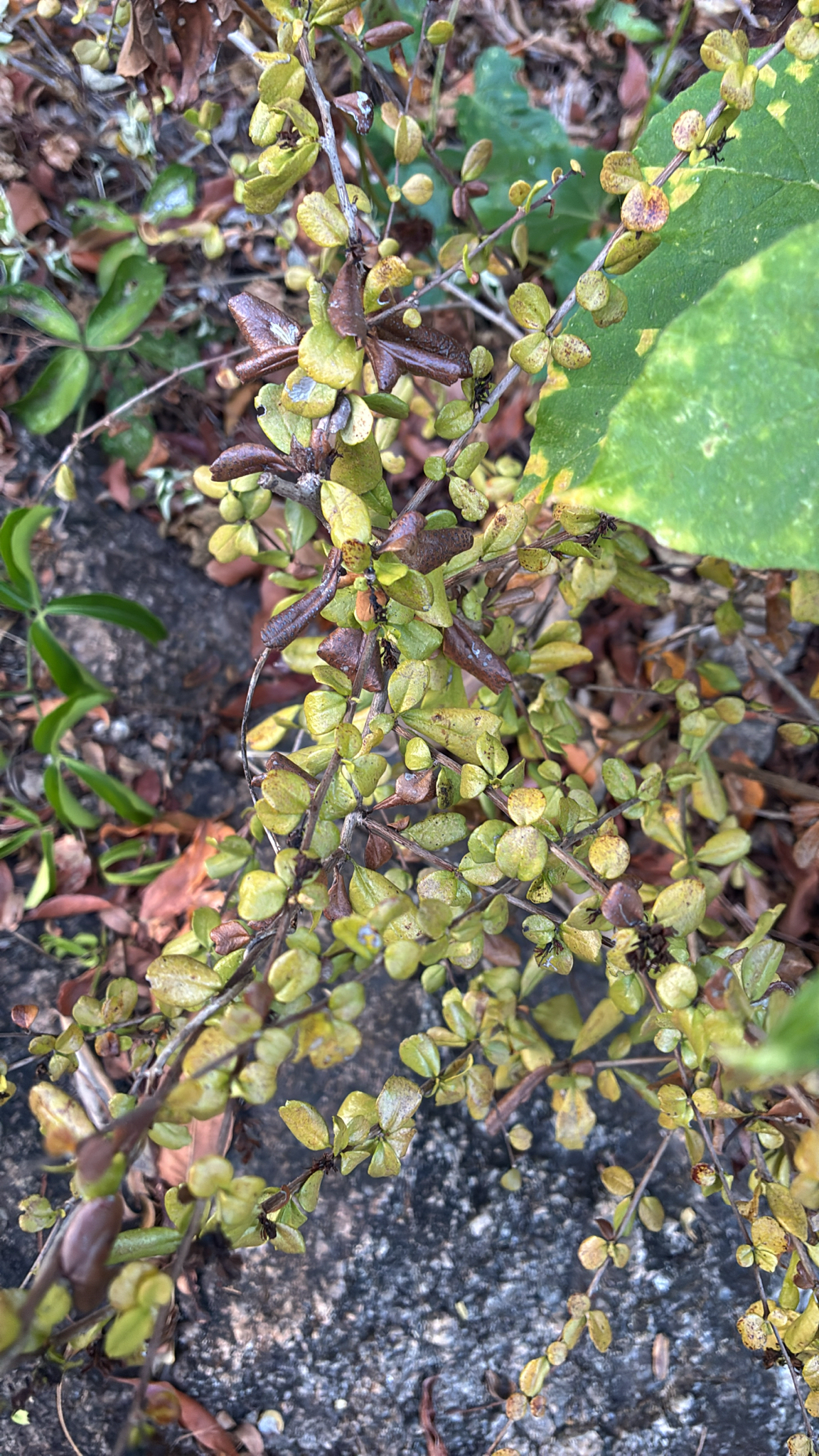 Sageretia thea (Sageretia thea)