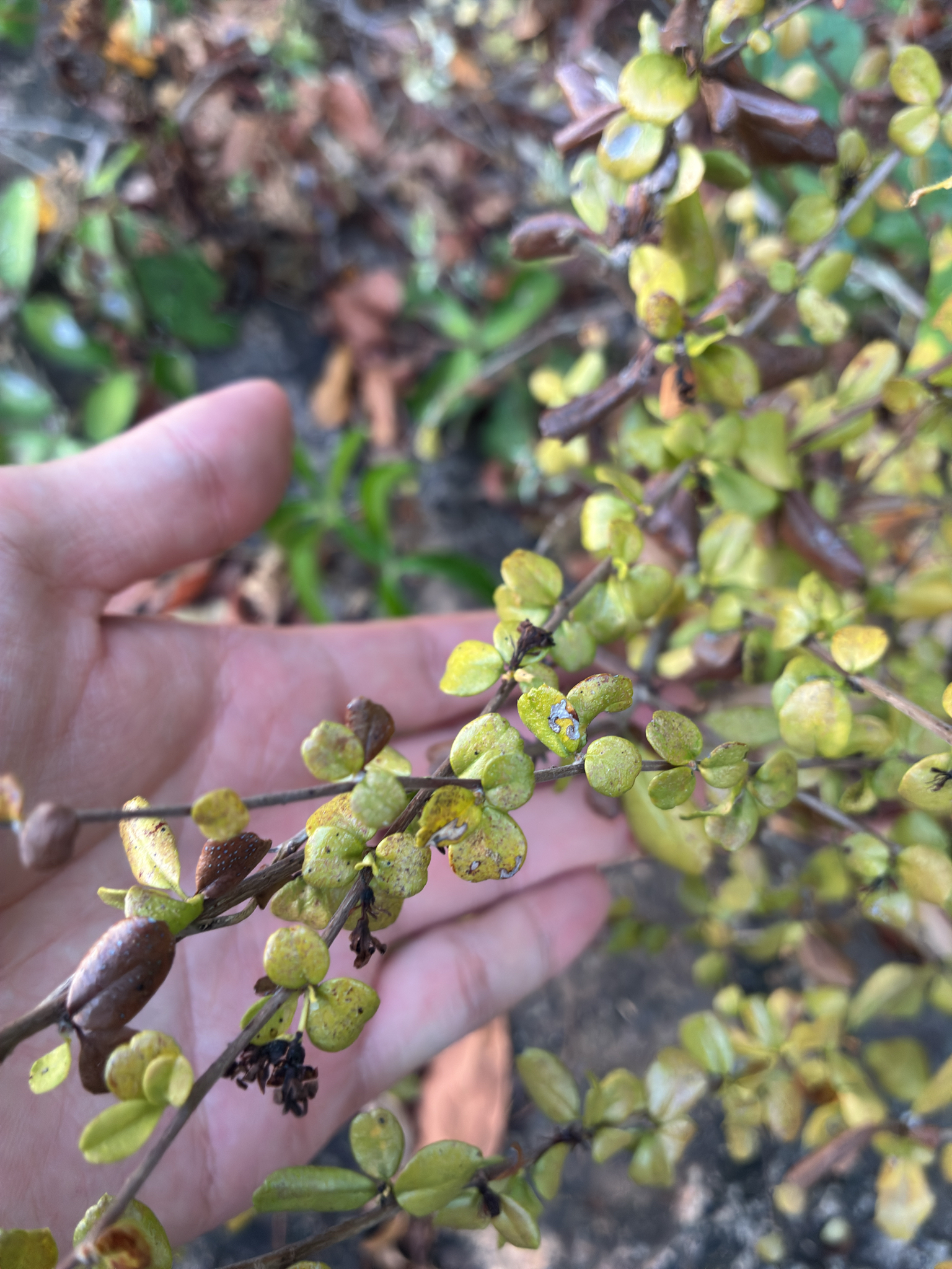 Sageretia thea — ảnh 2