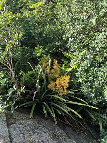 Aechmea leptantha