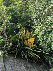 Aechmea leptantha