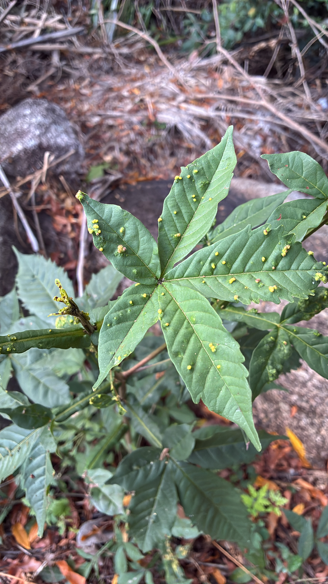 Vitex pinnata (Vitex pinnata)