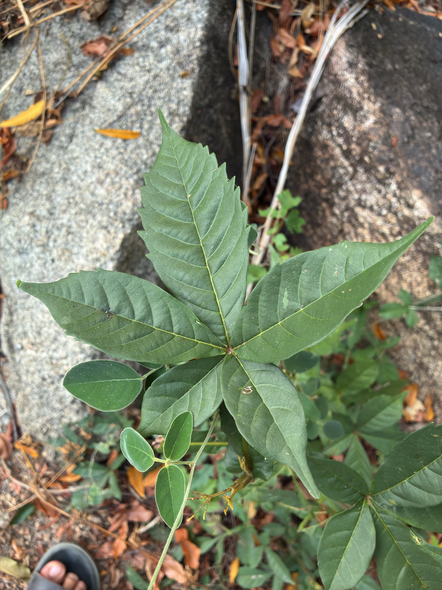 Vitex pinnata — ảnh 3