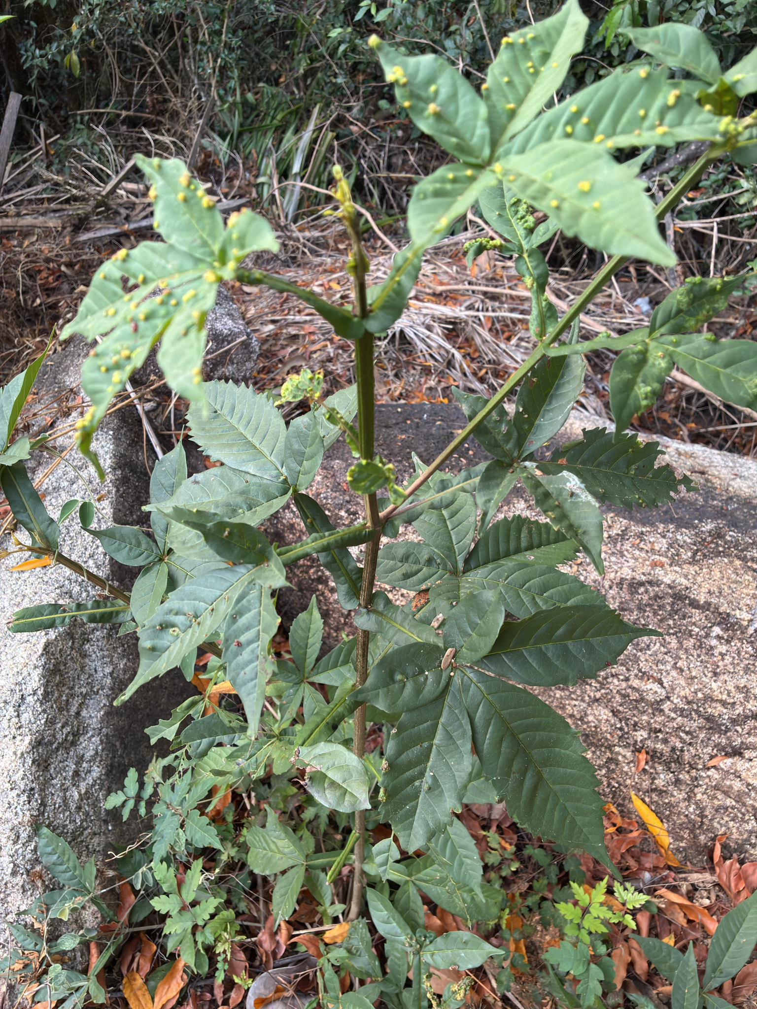 Vitex pinnata — ảnh 2