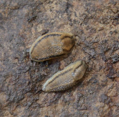 Carinarion