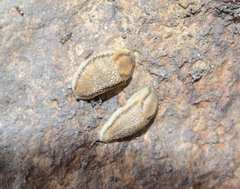 Carinarion