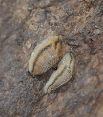 Carinarion