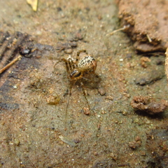 Tidarren sisyphoides