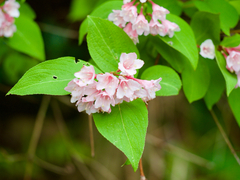 りなべる, CC BY, iNaturalist via GBIF Weigela hortensis, photograph りなべる, CC BY, iNaturalist via GBIF