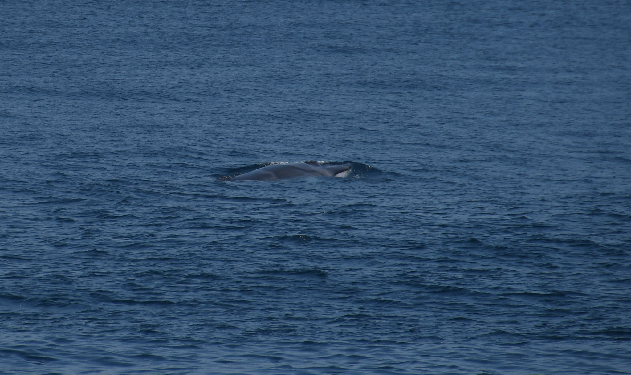 Balaenoptera omurai