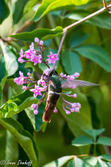 Lophornis adorabilis