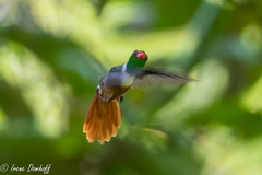 Lophornis adorabilis