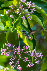 Lophornis adorabilis