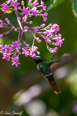 Lophornis adorabilis