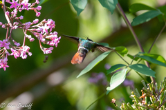 Lophornis adorabilis