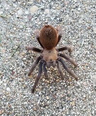 Aphonopelma anax