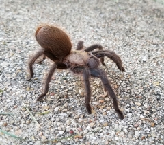Aphonopelma anax