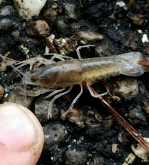 Procambarus curdi