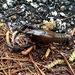 Red River Burrowing Crayfish - Photo (c) Eric Keith, some rights reserved (CC BY-NC), uploaded by Eric Keith