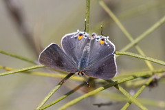 Strymon melinus pudica