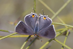 Strymon melinus pudica